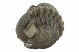 Wide, Enrolled Eldredgeops Trilobite Fossil - Ohio #188899-2